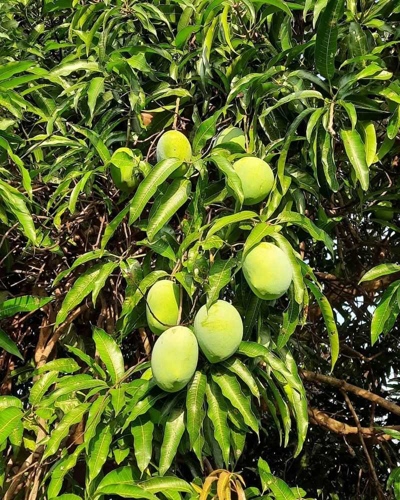 Dodo Tree Fruit