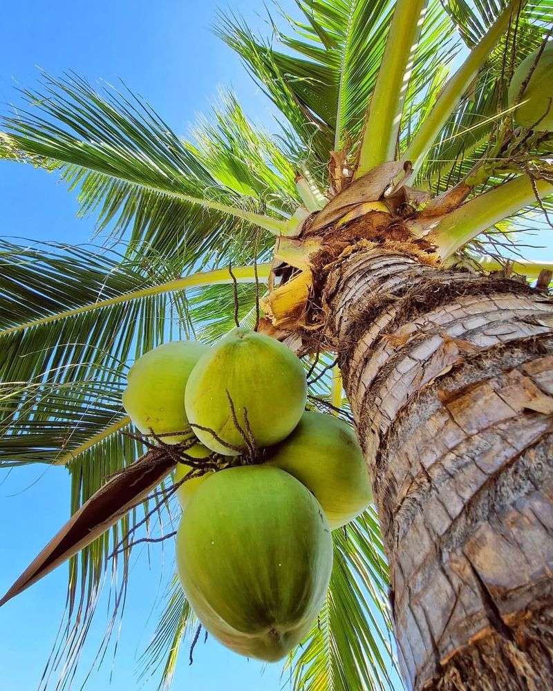 Coconut Palm