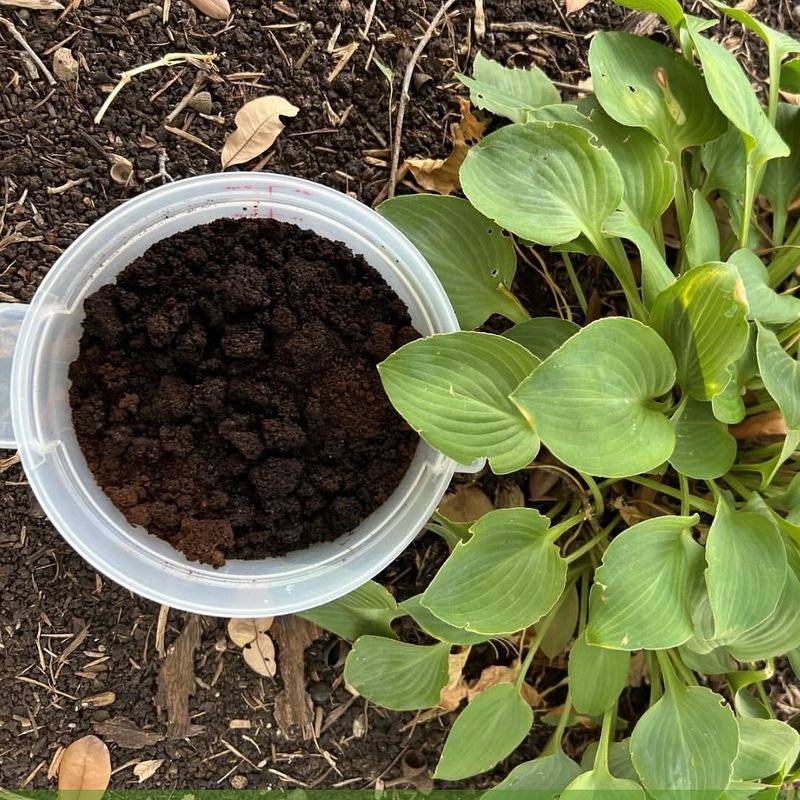 Coffee Grounds Fertilizer