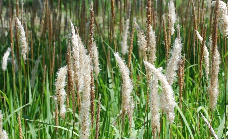 Cogongrass