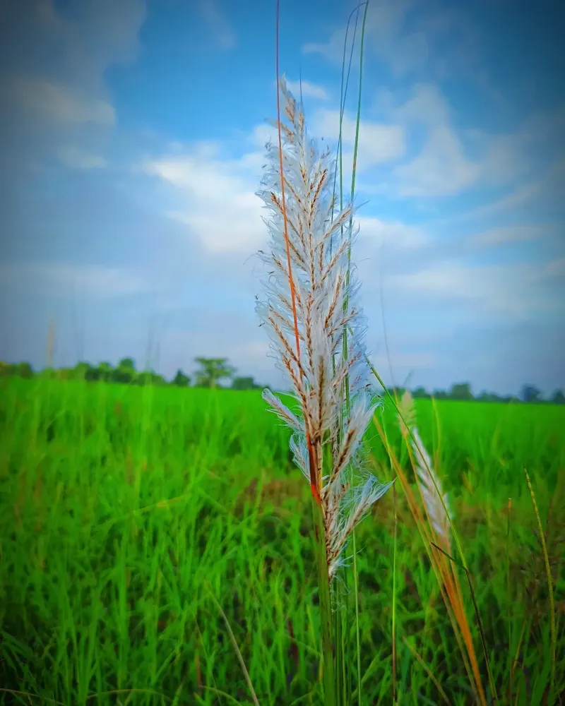 Cogongrass