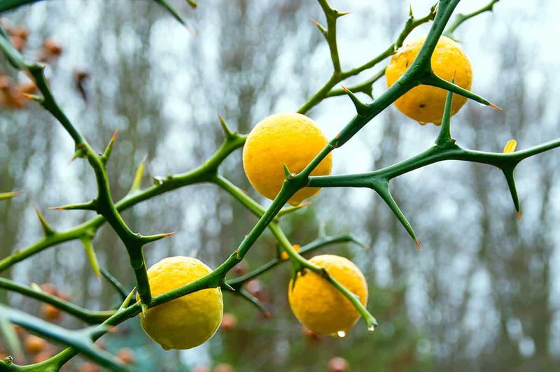 Cold Climate Citrus