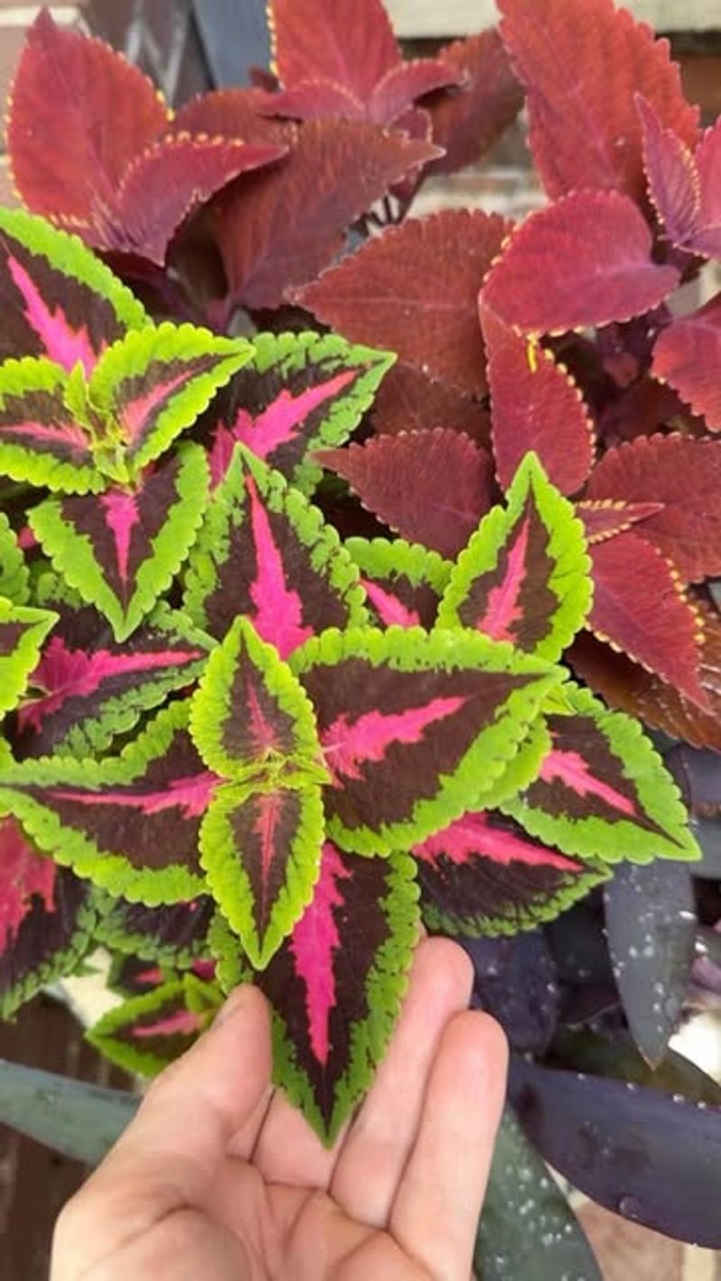 Coleus