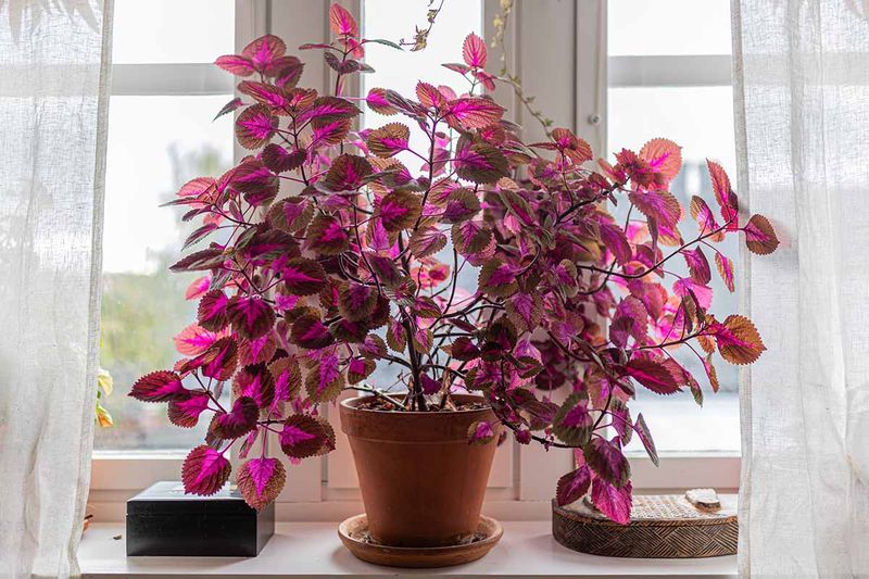 Coleus