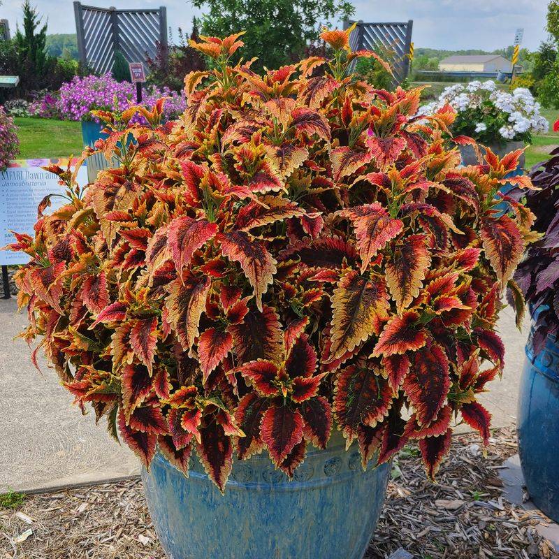 Coleus