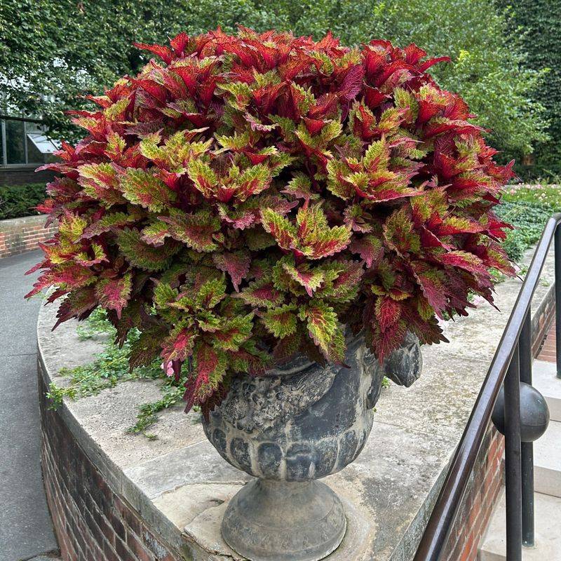 Coleus