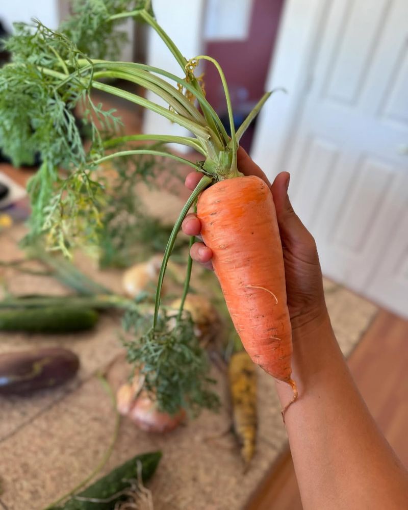 Colorado's Colossal Carrot