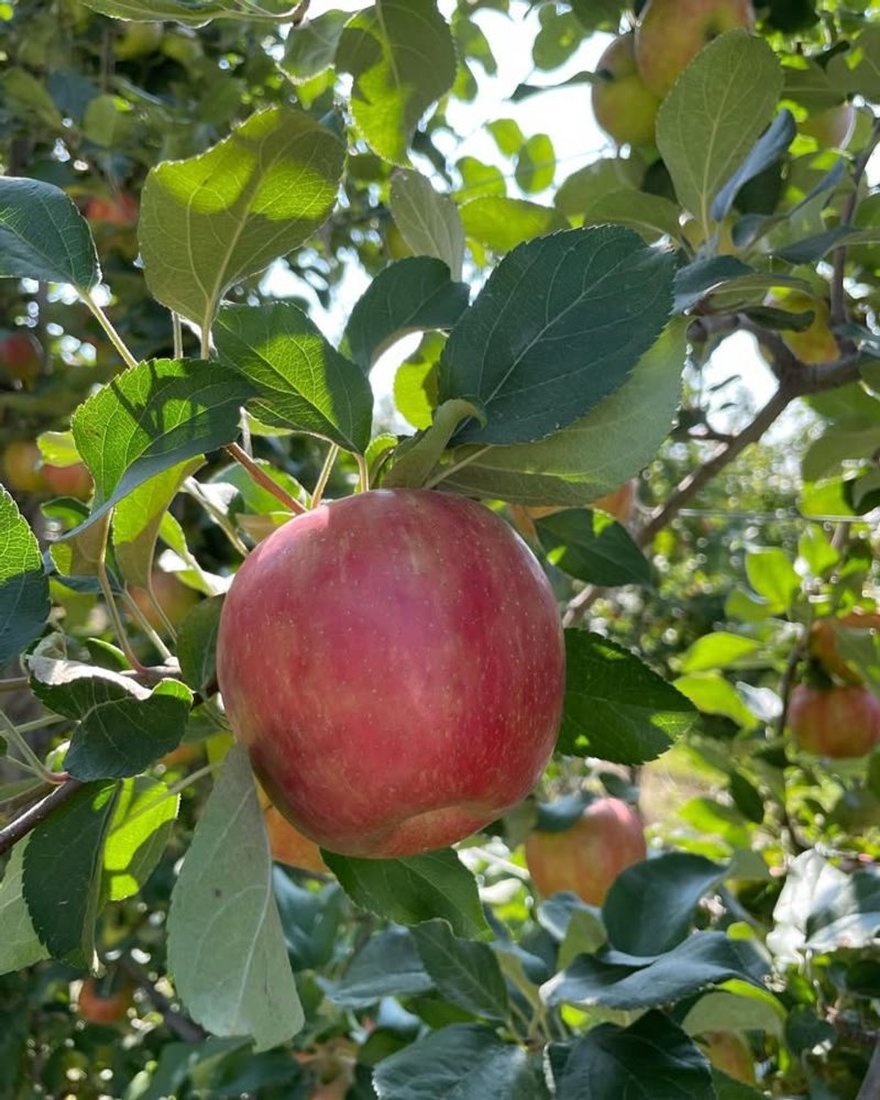 Colorado - Colossal Honeycrisp Apple