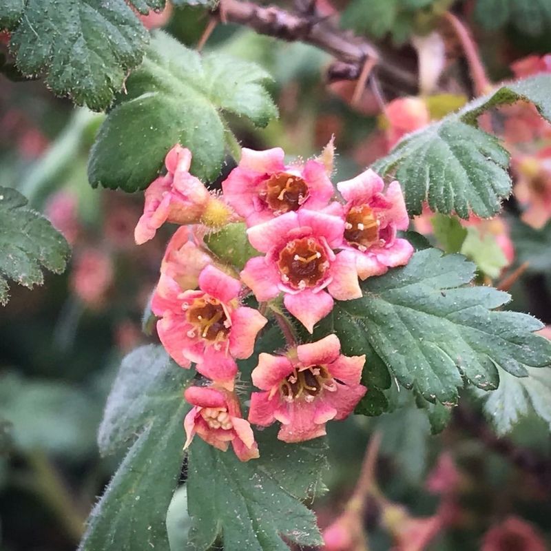 Colorado Currant