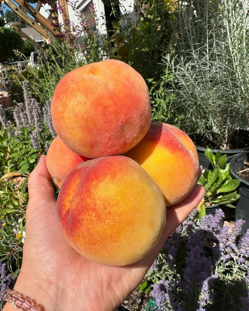 Colorado: Palisade Peach