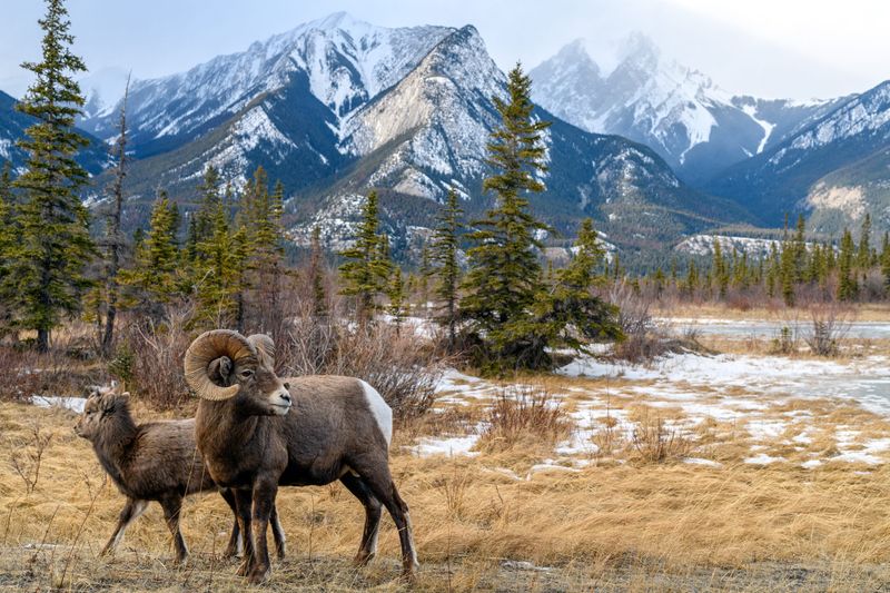 Colorado's Alpine Behemoth