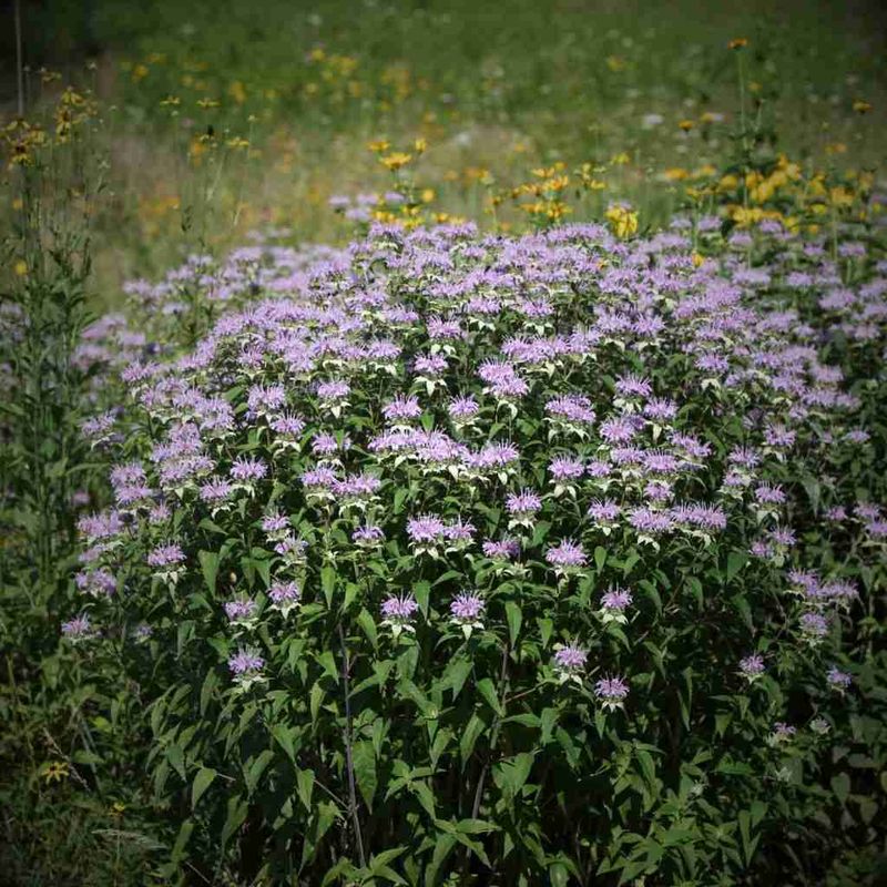 Colorful Border Plant