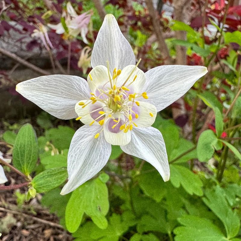 Columbine