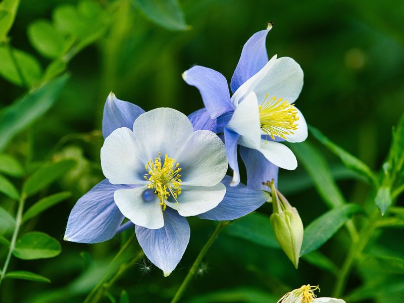 Columbine