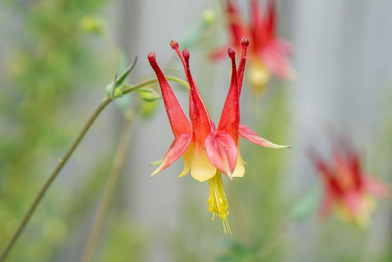 Columbine