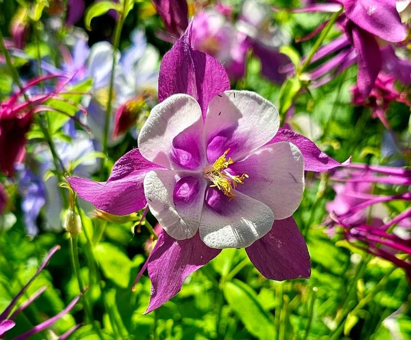 Columbine (Aquilegia)