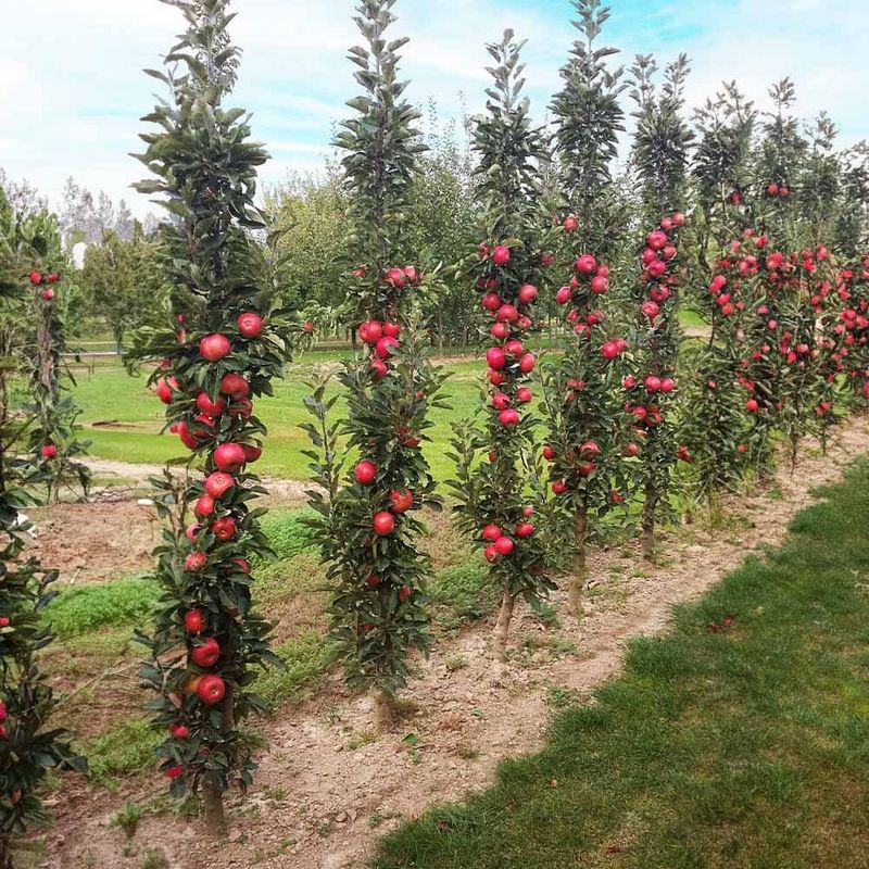 Columnar Apple Tree