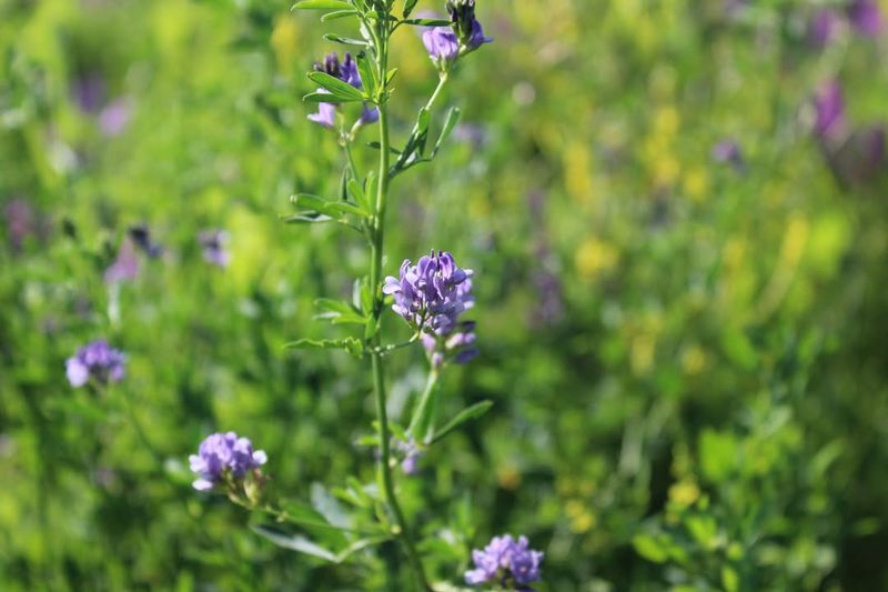 Alfalfa