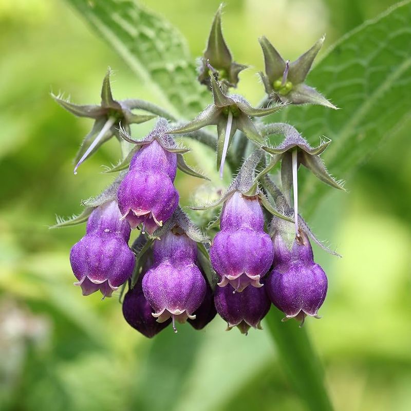 Comfrey