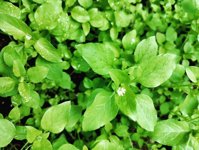 Common Chickweed