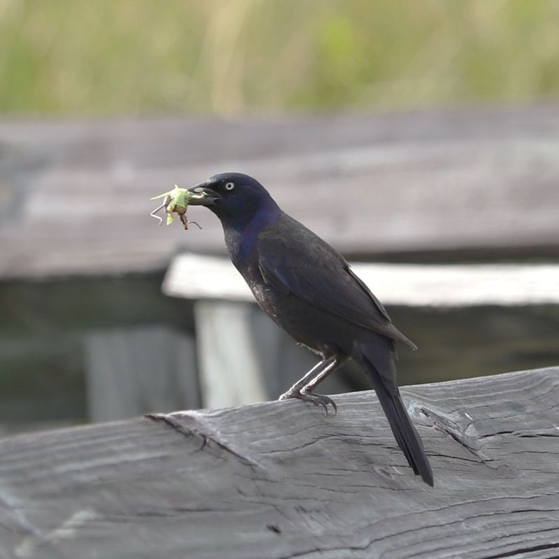 Common Grackle