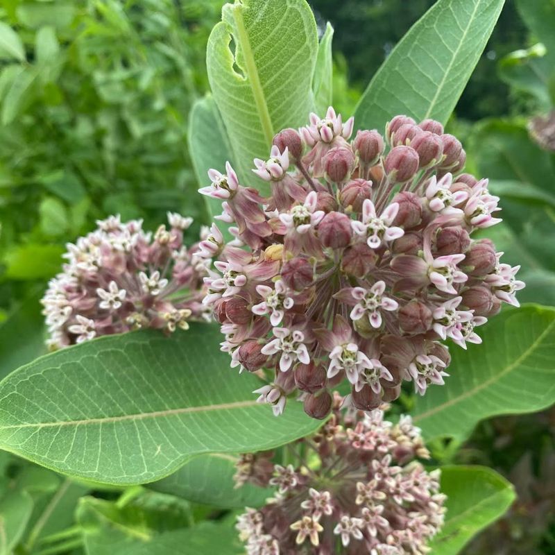 Common Milkweed