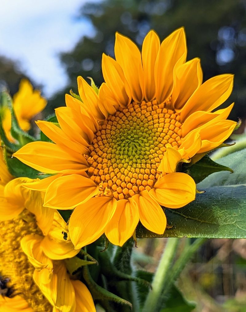 Common Sunflower