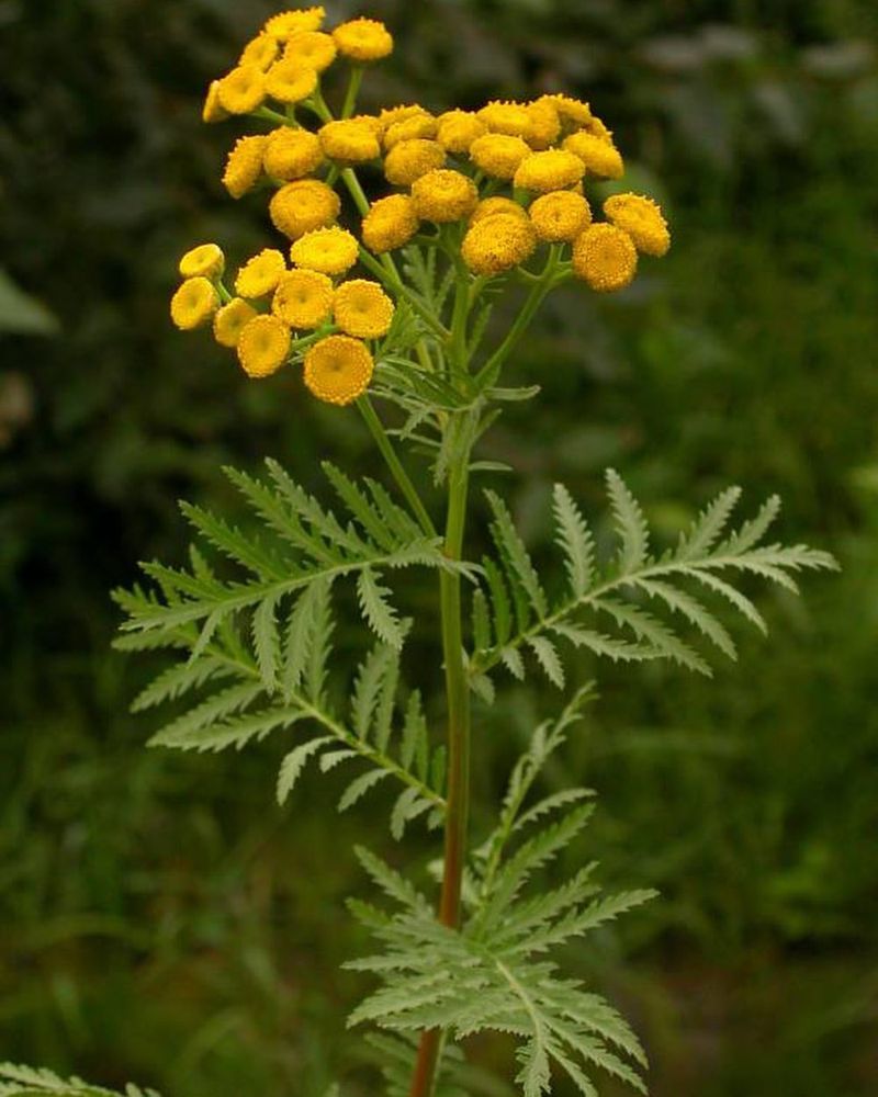 Common Tansy