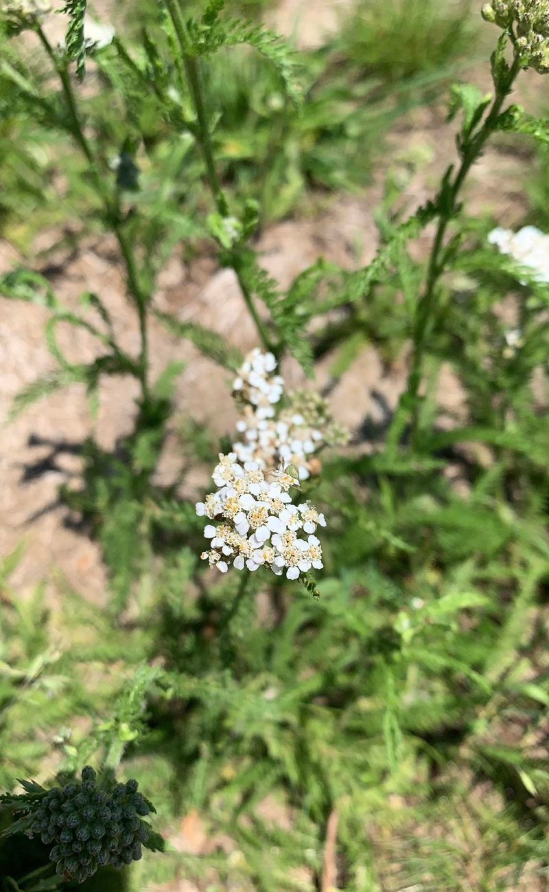 Common Yarrow