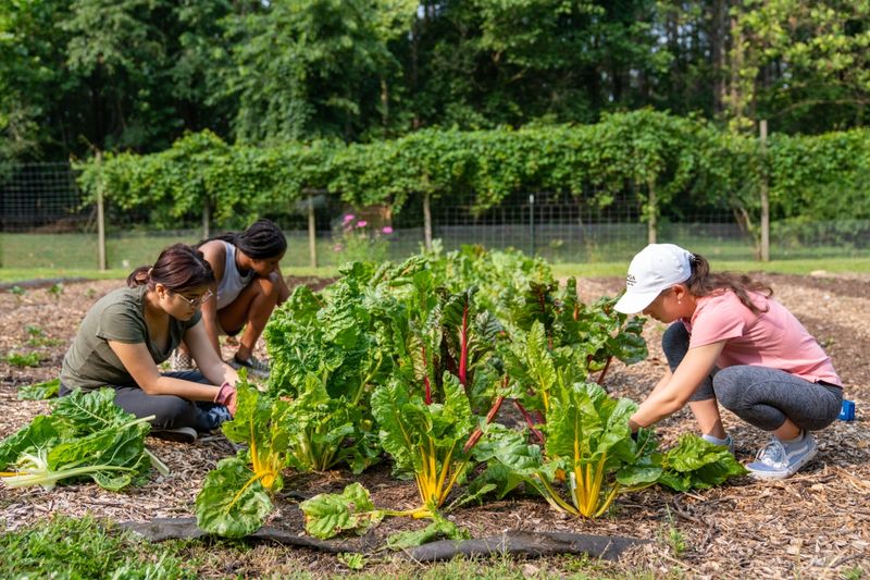 Community Gardening