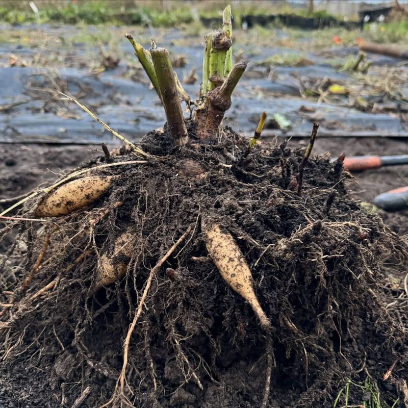 Compacted Roots