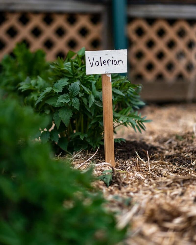 Companion Planting