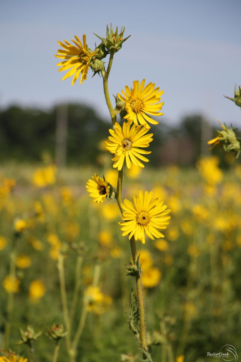 Compass Plant