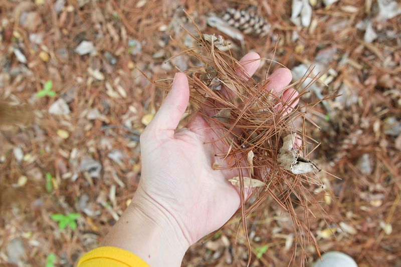 Compost Additive