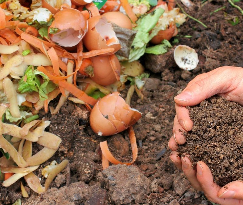 Compost: The Black Gold