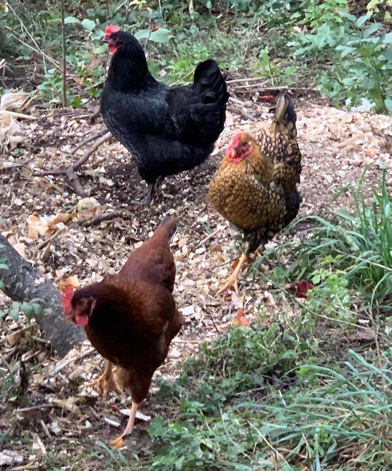 Compost Turners