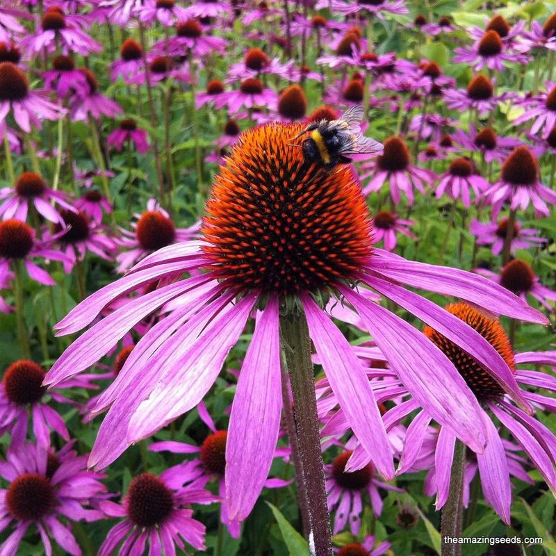 Coneflower