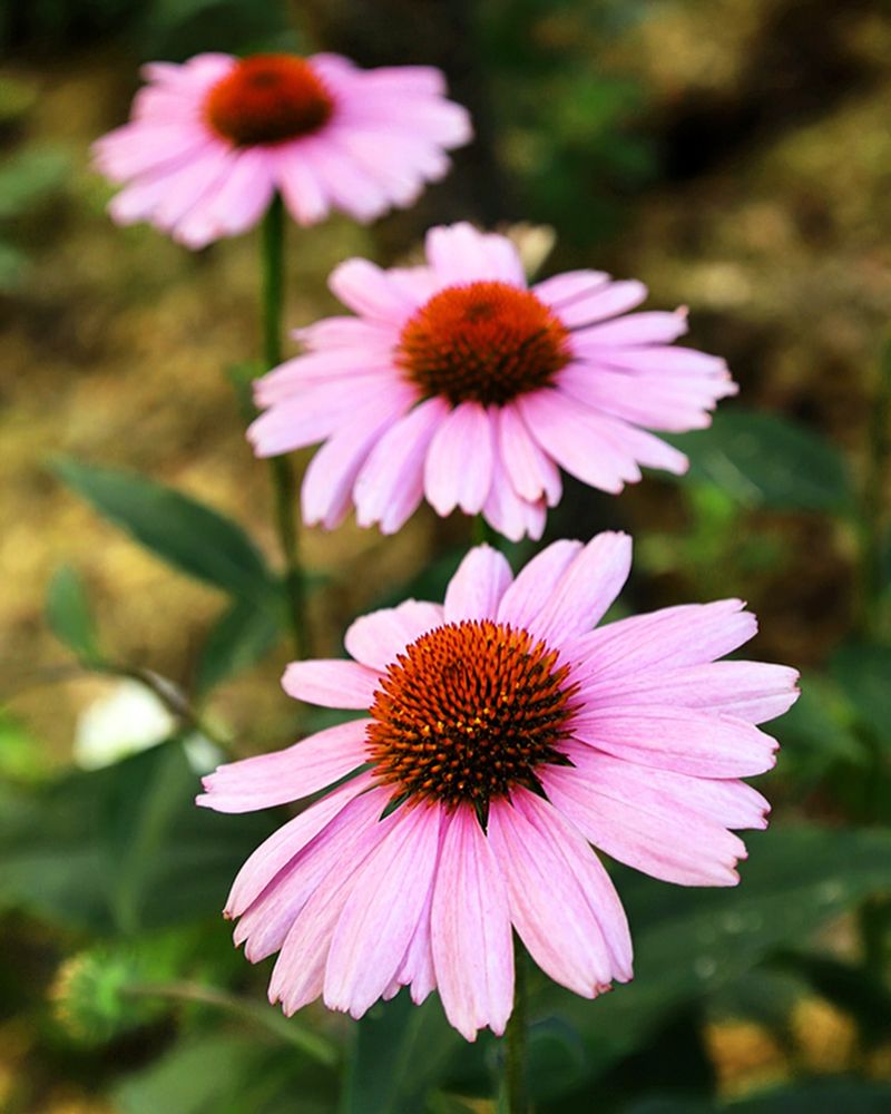 Coneflower