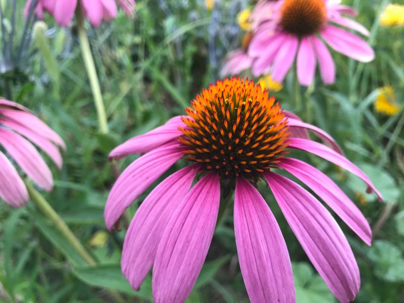 Coneflower