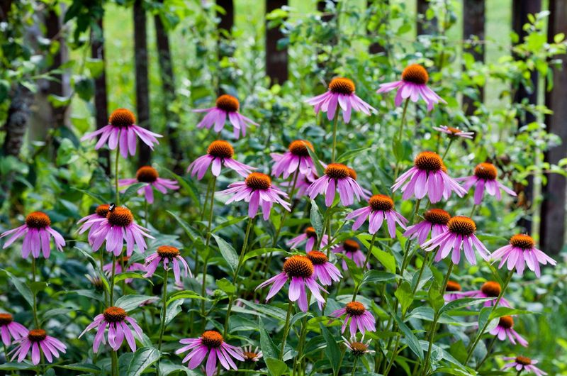 Coneflower Cheer