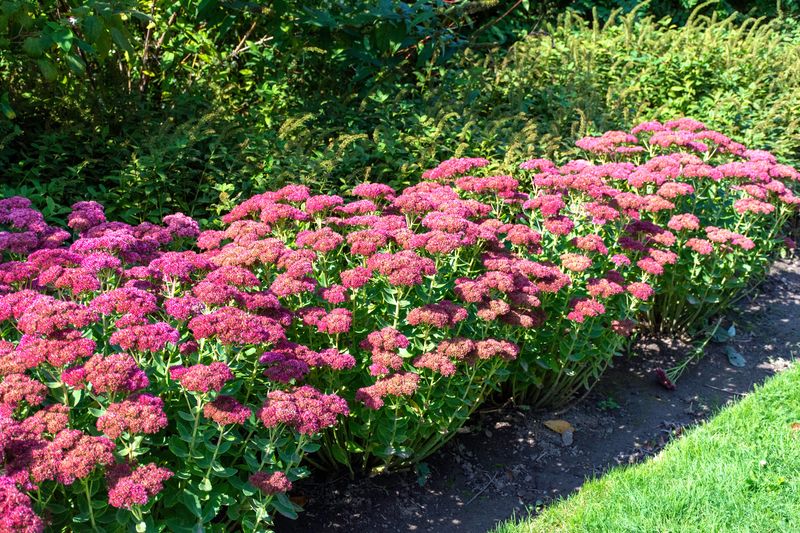 Sedum (low-growing varieties)