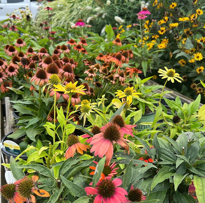 Coneflowers