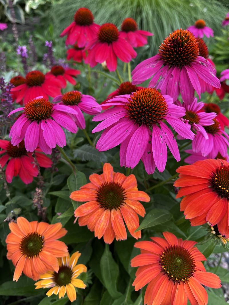 Coneflowers