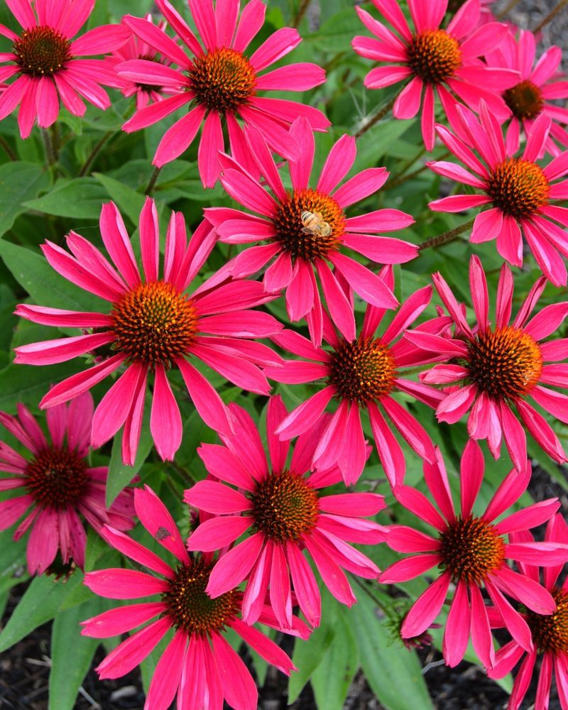 Coneflowers