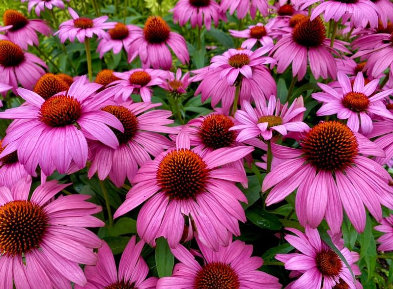 Coneflowers