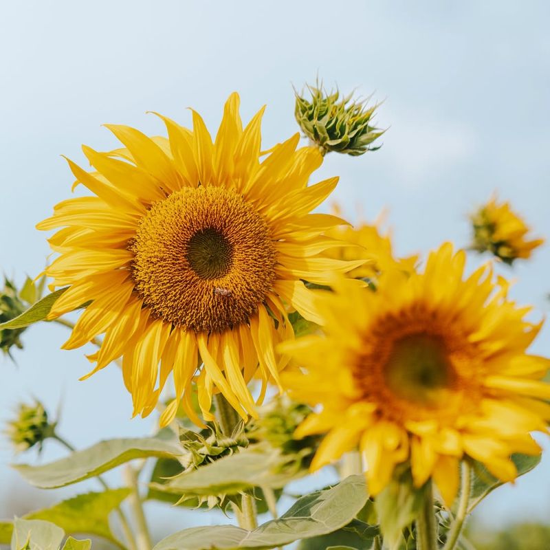 Connecticut's Towering Sunflower