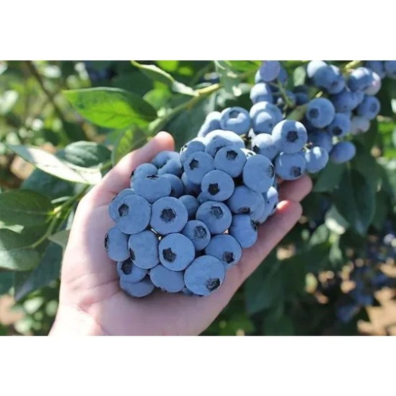 Connecticut - Large Blueberry Cluster