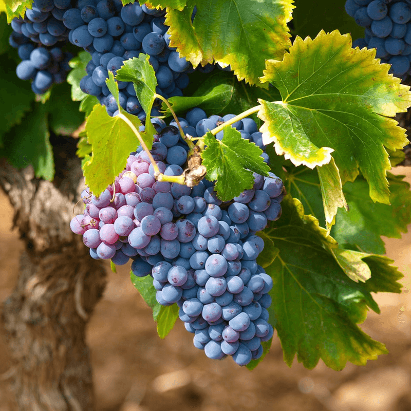 Connecticut: Native American Concord Grape