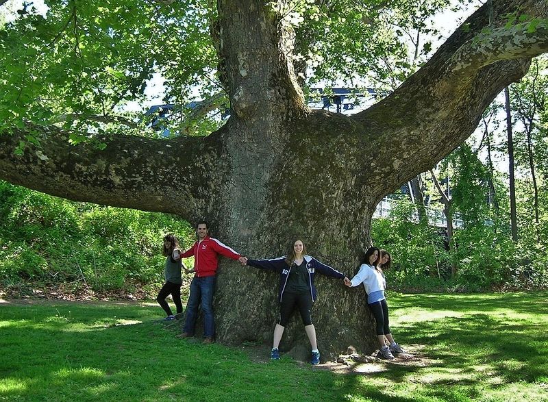 Connecticut's Green Goliath