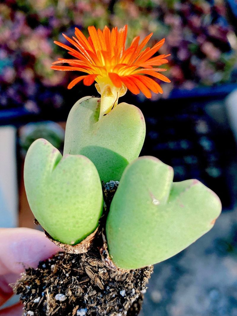 Conophytum Bilobum